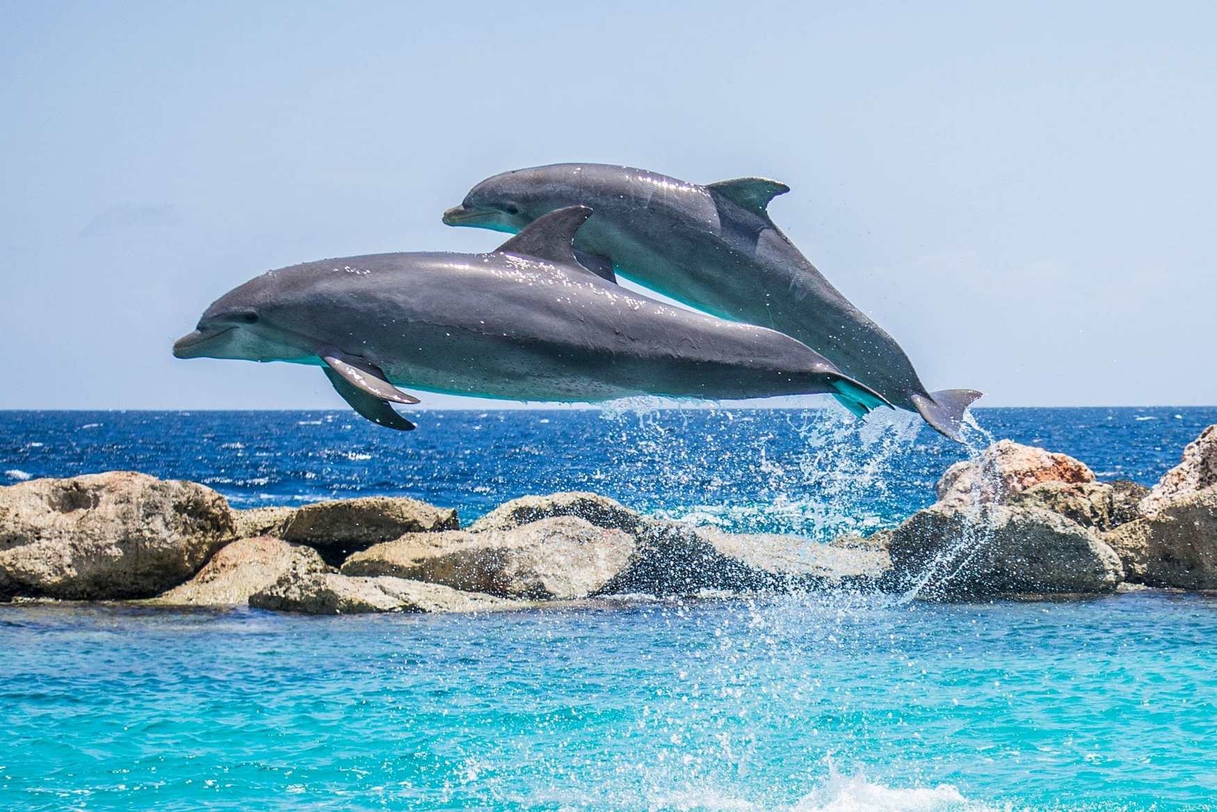 Дельфинарий в Мармарисе