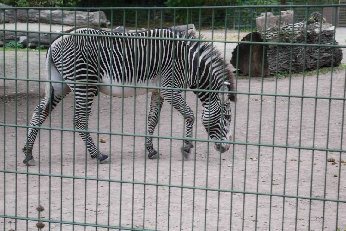 кельнский зоопарк фото 3