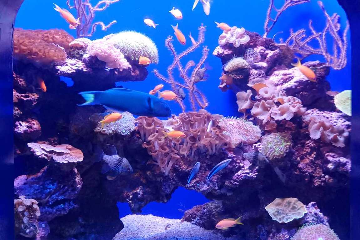 аквариум пальма-де-майорка (palma aquarium) фото 2