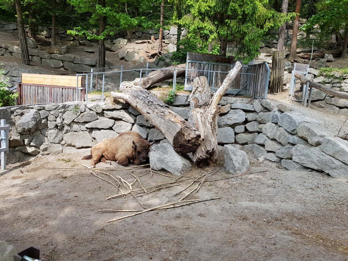 зоопарк alpenzoo в инсбруке фото 3