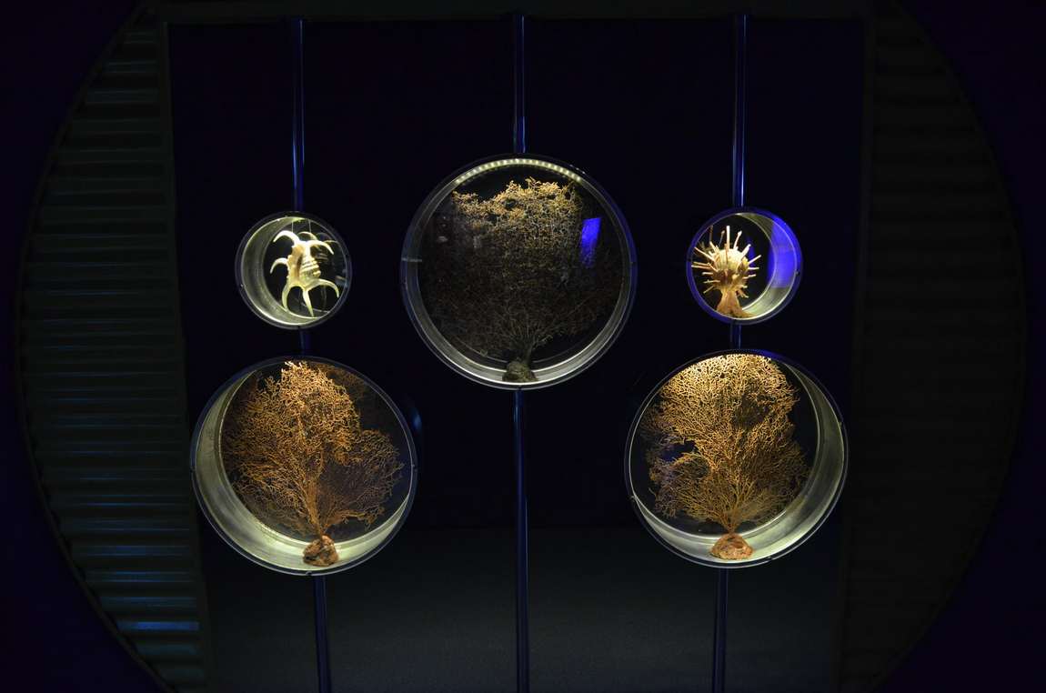 критский аквариум cretaquarium фото 2