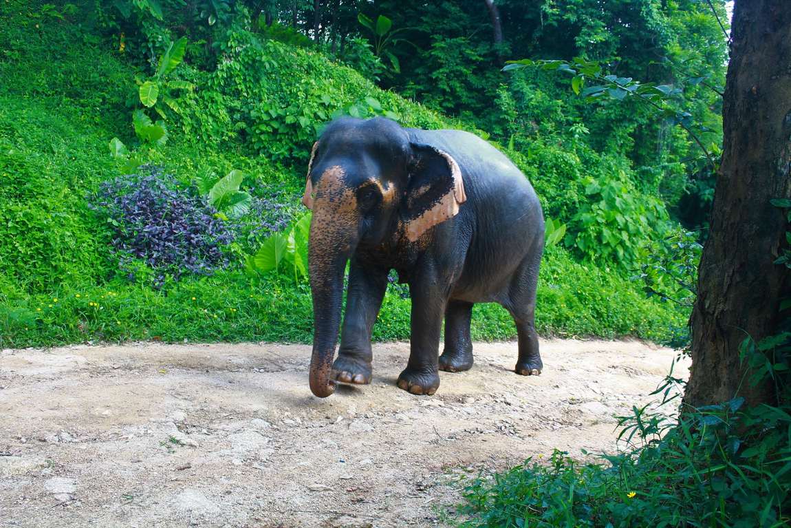 прогулка на слонах фото 1