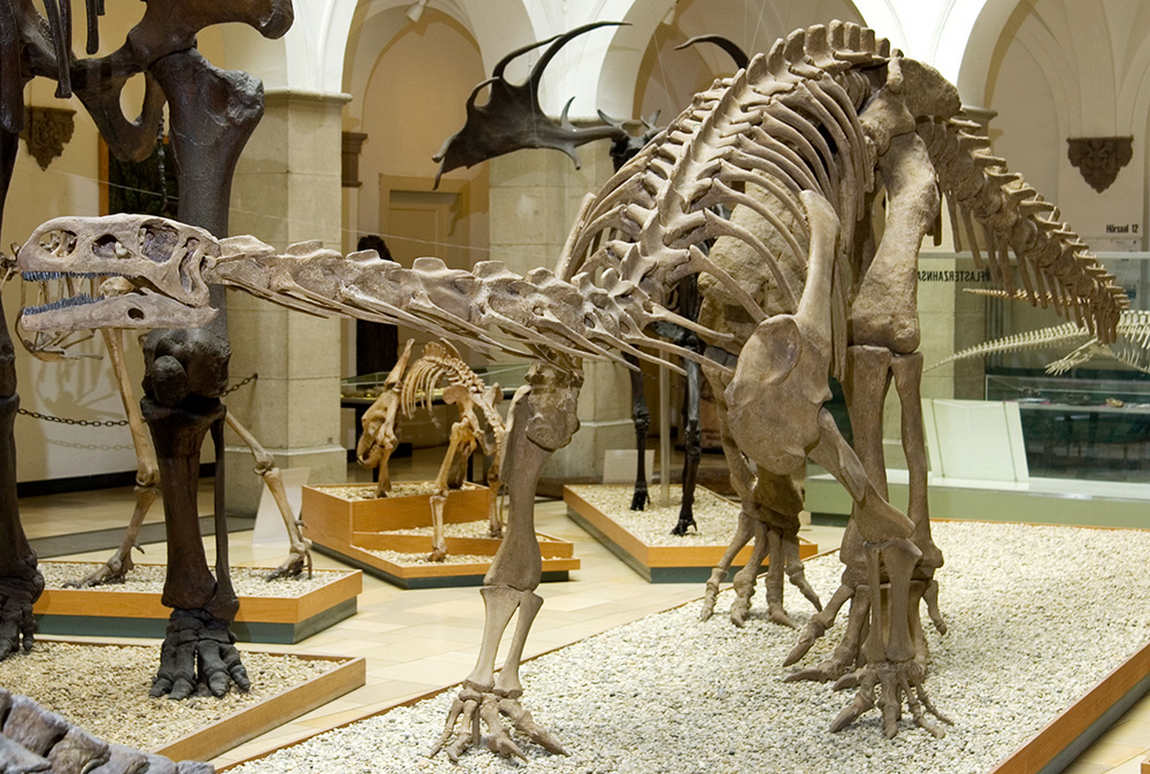 палеонтологический музей мюнхена фото 1