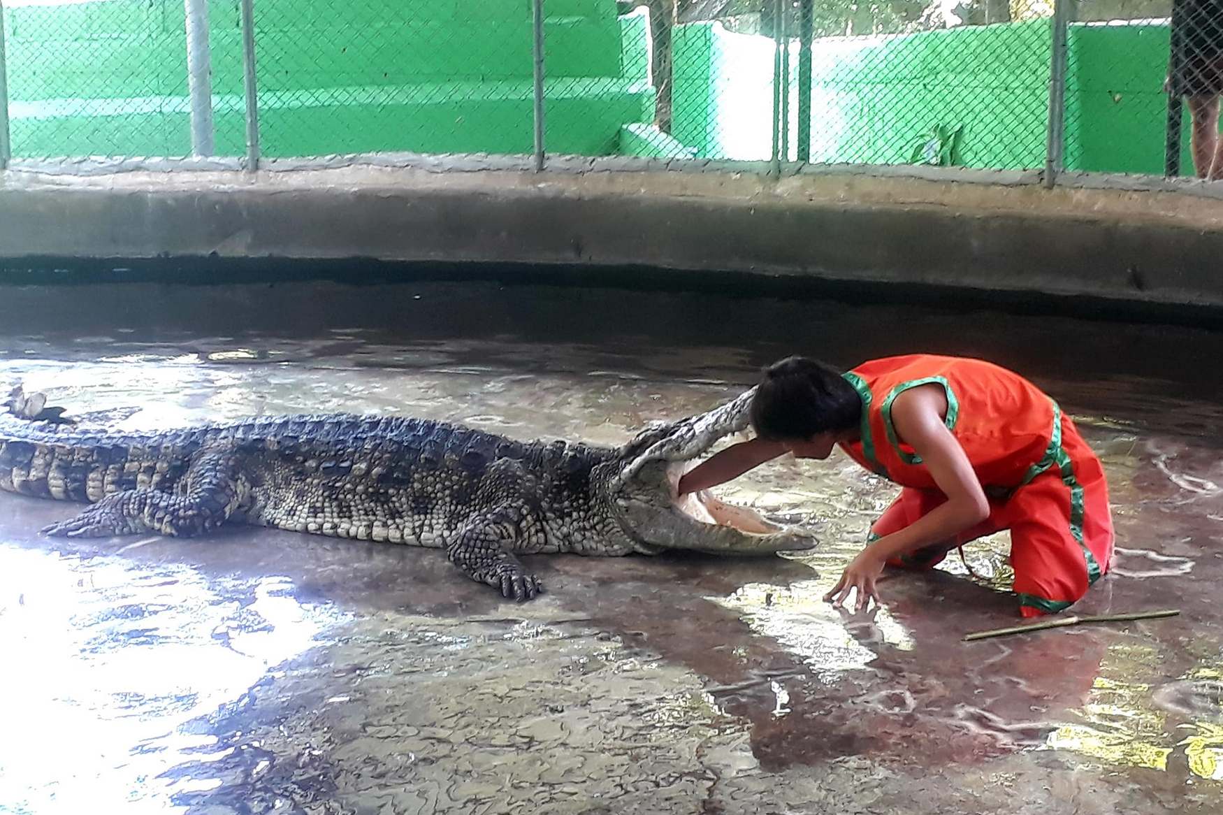 Крокодиловая Ферма на Самуи