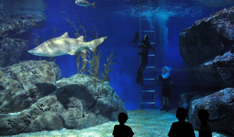 Sea Life Bangkok Ocean World