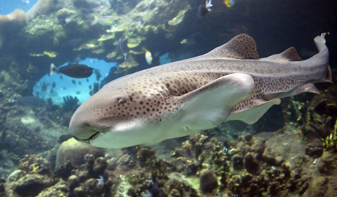 Зебровая акула красивые фото и картинки
