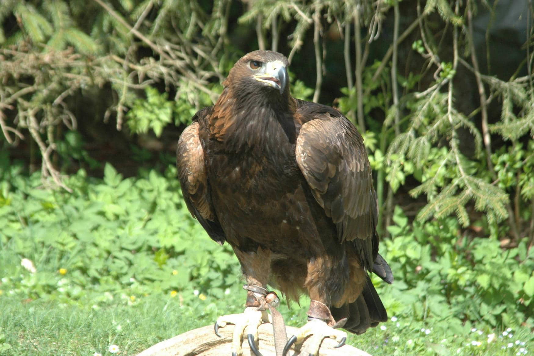 Adlergehege Obersalzberg photo 1