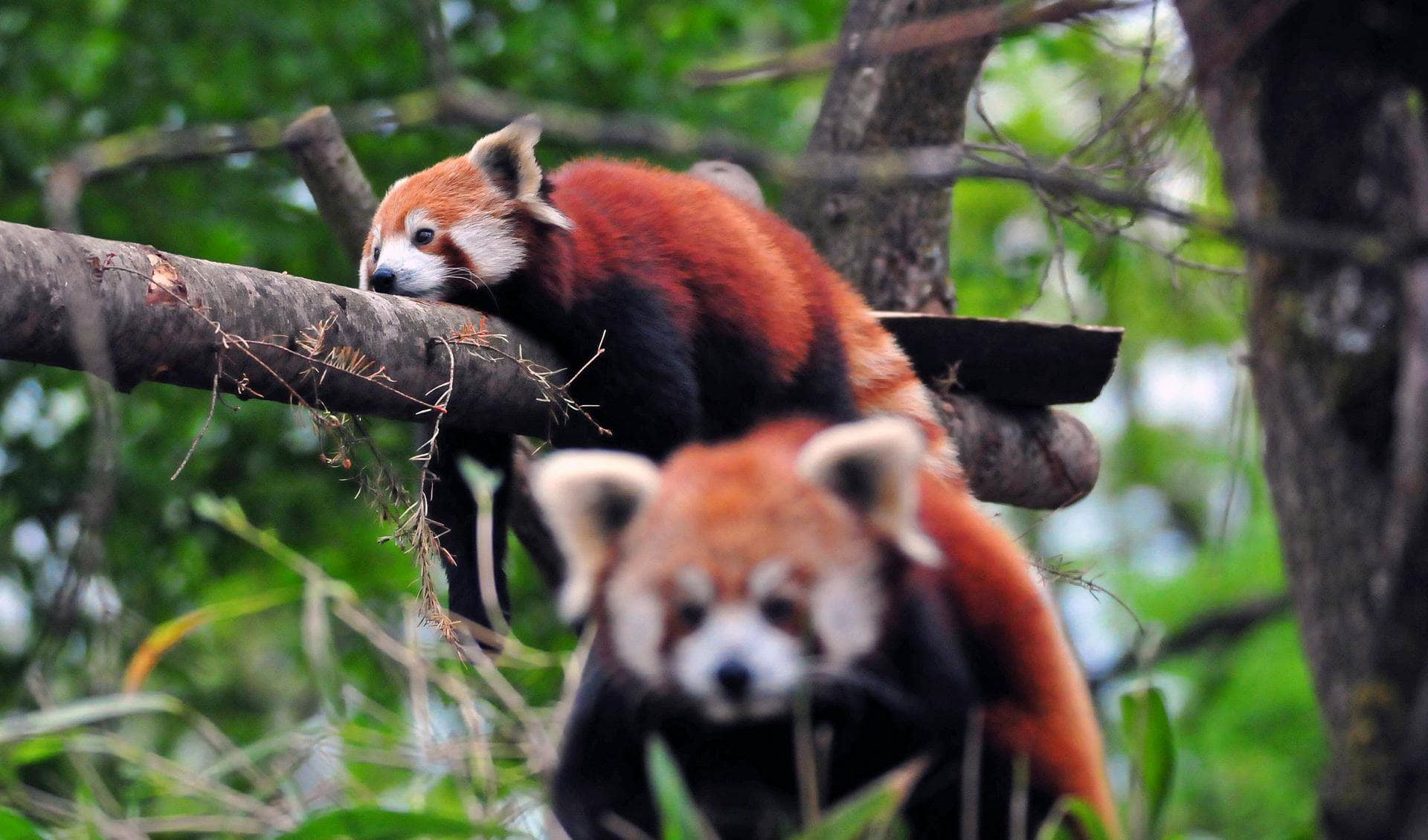 Allwetterzoo Munster