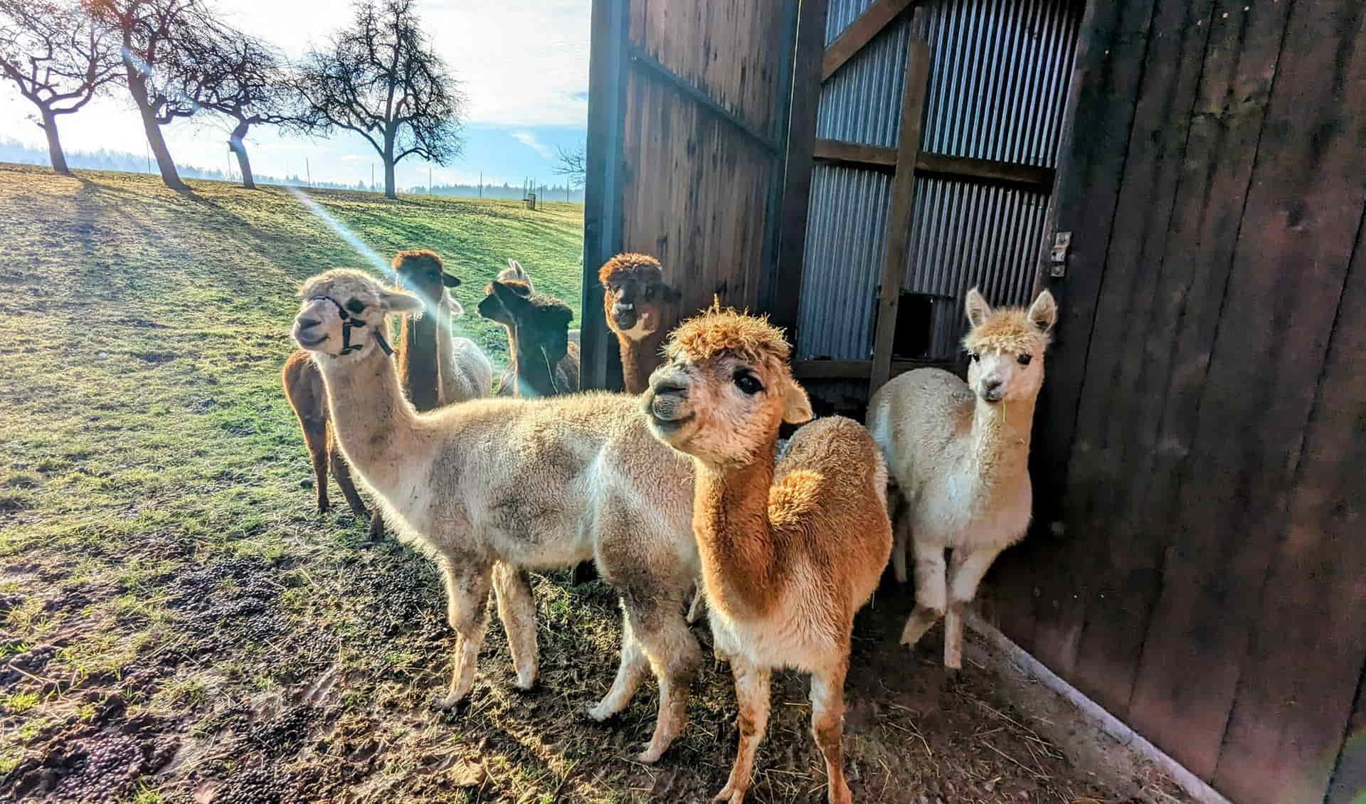 Alpaka Ranch in Mittelfranken