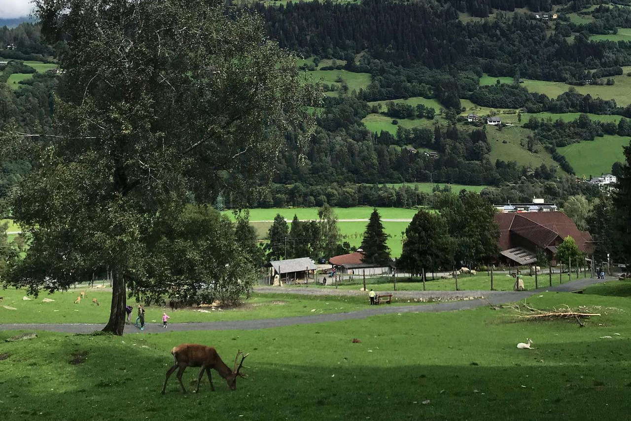 Wildlife Park Untertauern фото 1