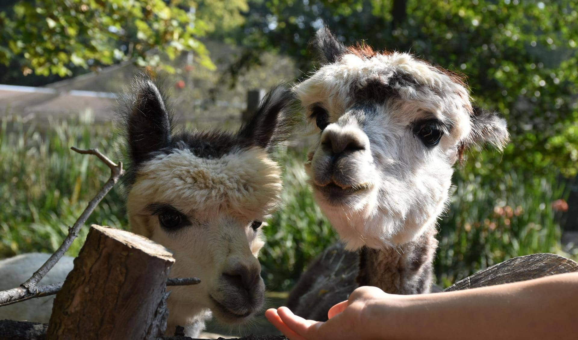 Amerika-Tierpark Limbach-Oberfrohna