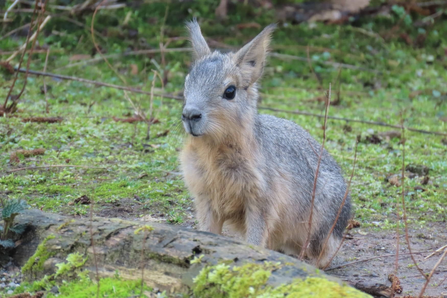 Amerika-Tierpark Limbach-Oberfrohna photo 1