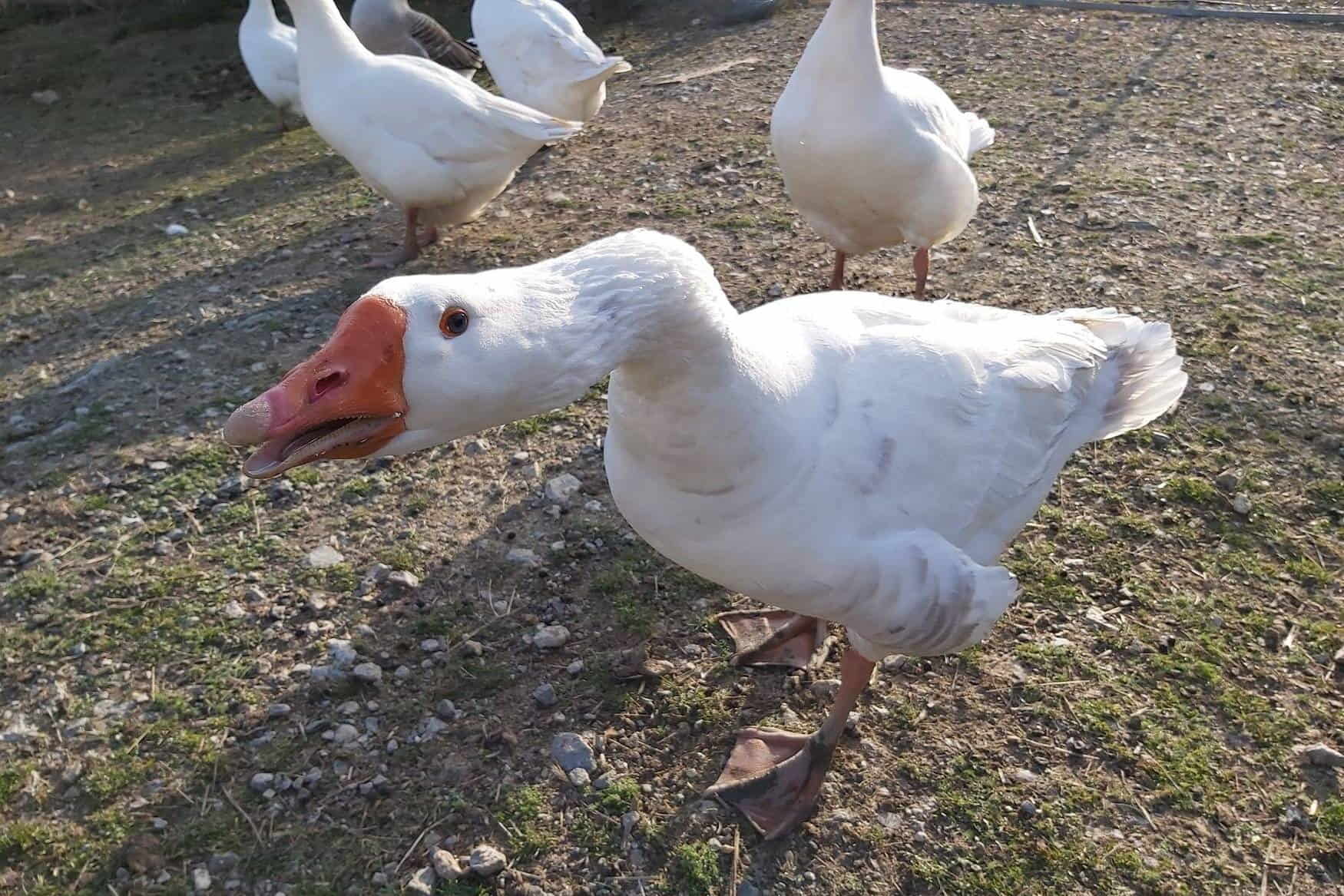 Zoo Herberstein фото 1
