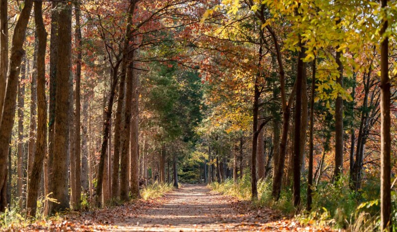Anne Springs Close Greenway