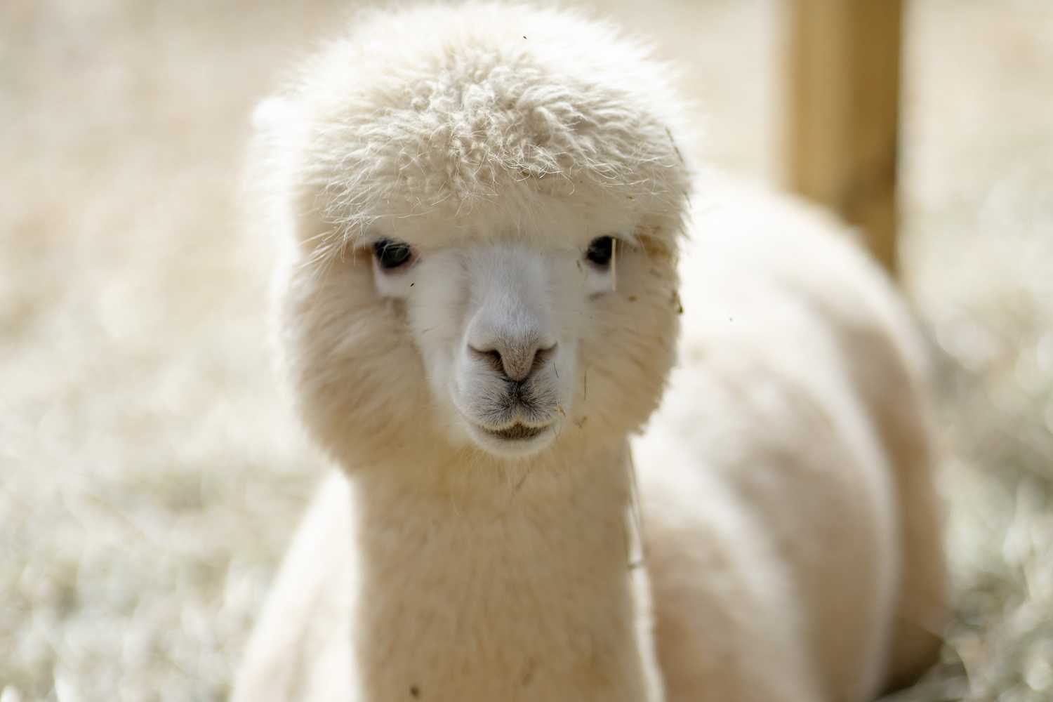 Lazy 5 Ranch photo 1