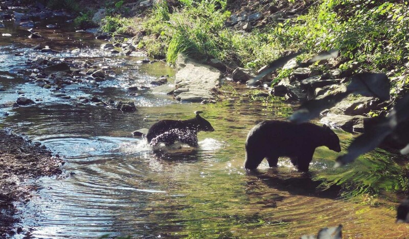 Asheville Botanical Garden