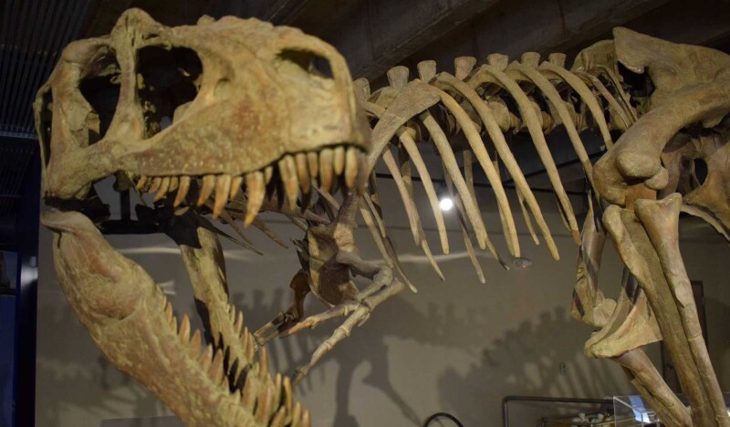 Asheville Museum of Science