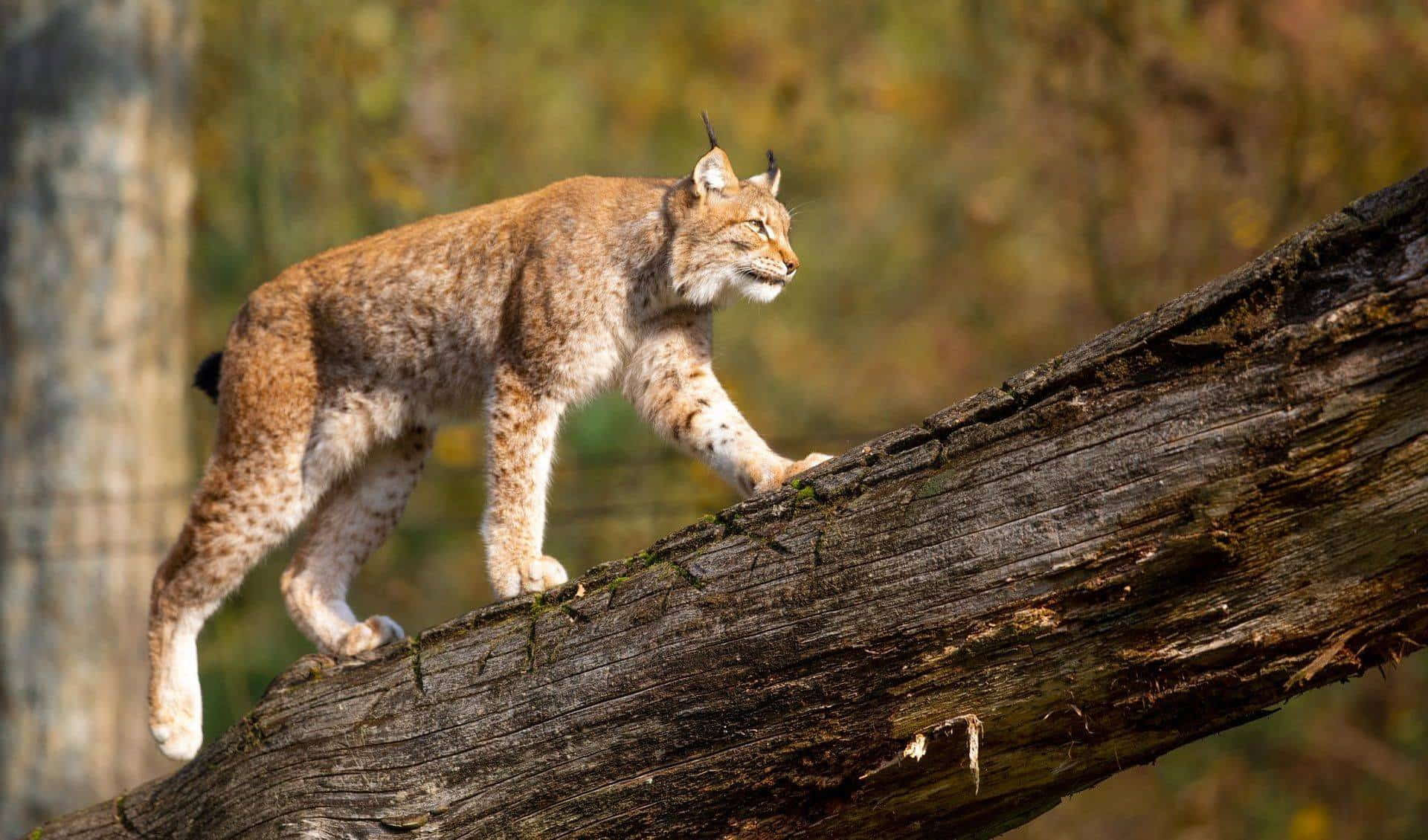 Bad Mergentheim Wild Park