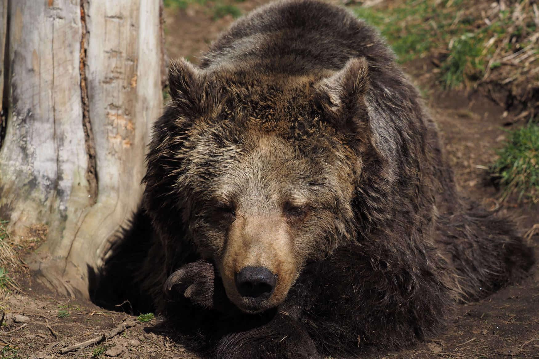 Barenwald Arbesbach photo 1