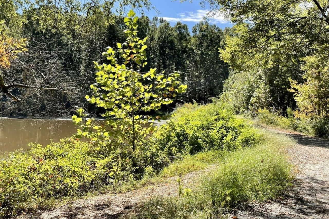 Roosevelt Wilson Park фото 1