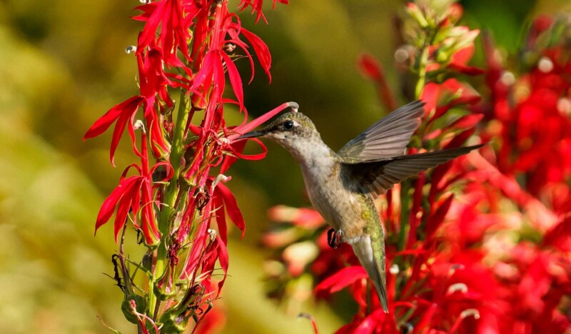 Beaver Lake Bird Sanctuary