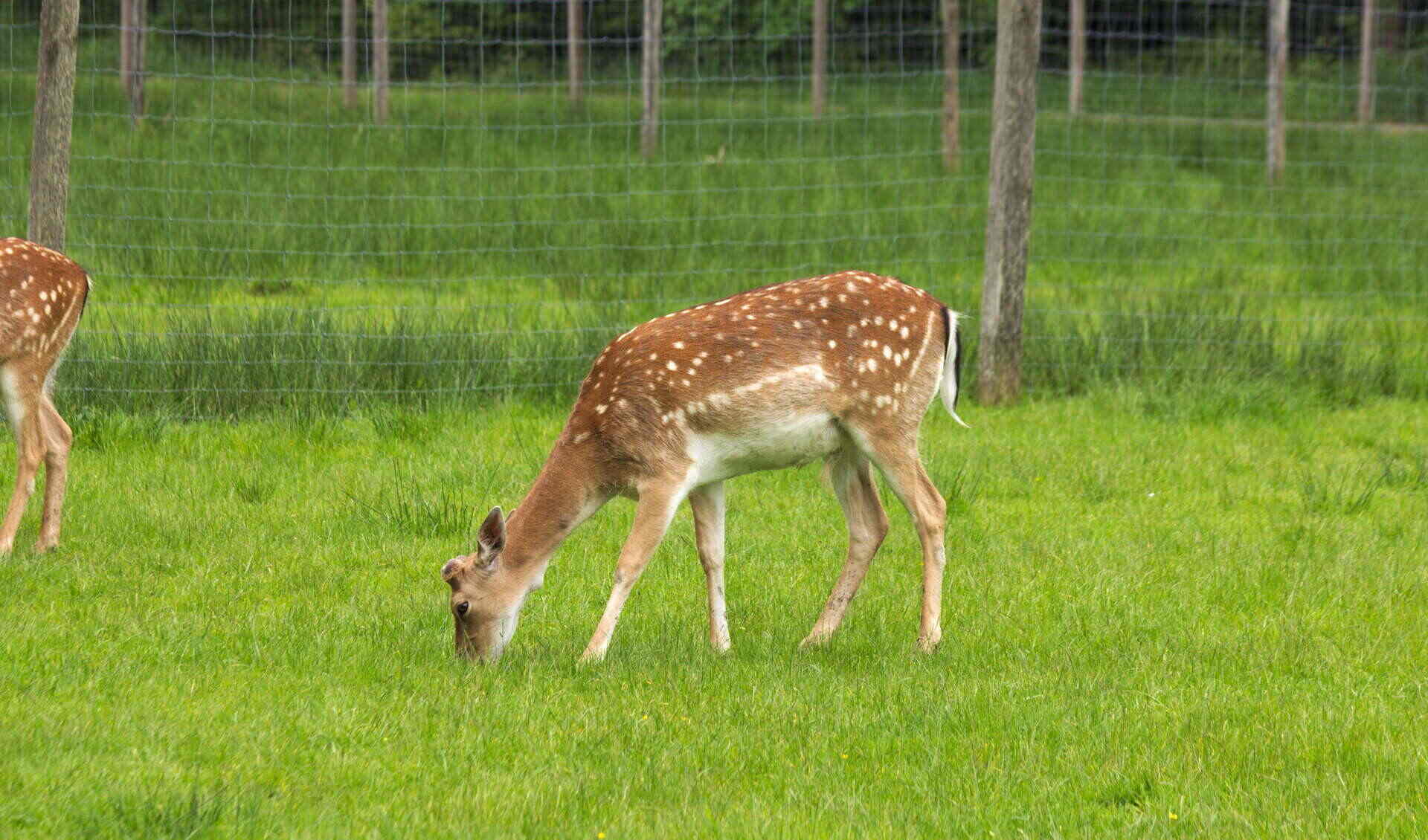 Bergtierpark Blindham