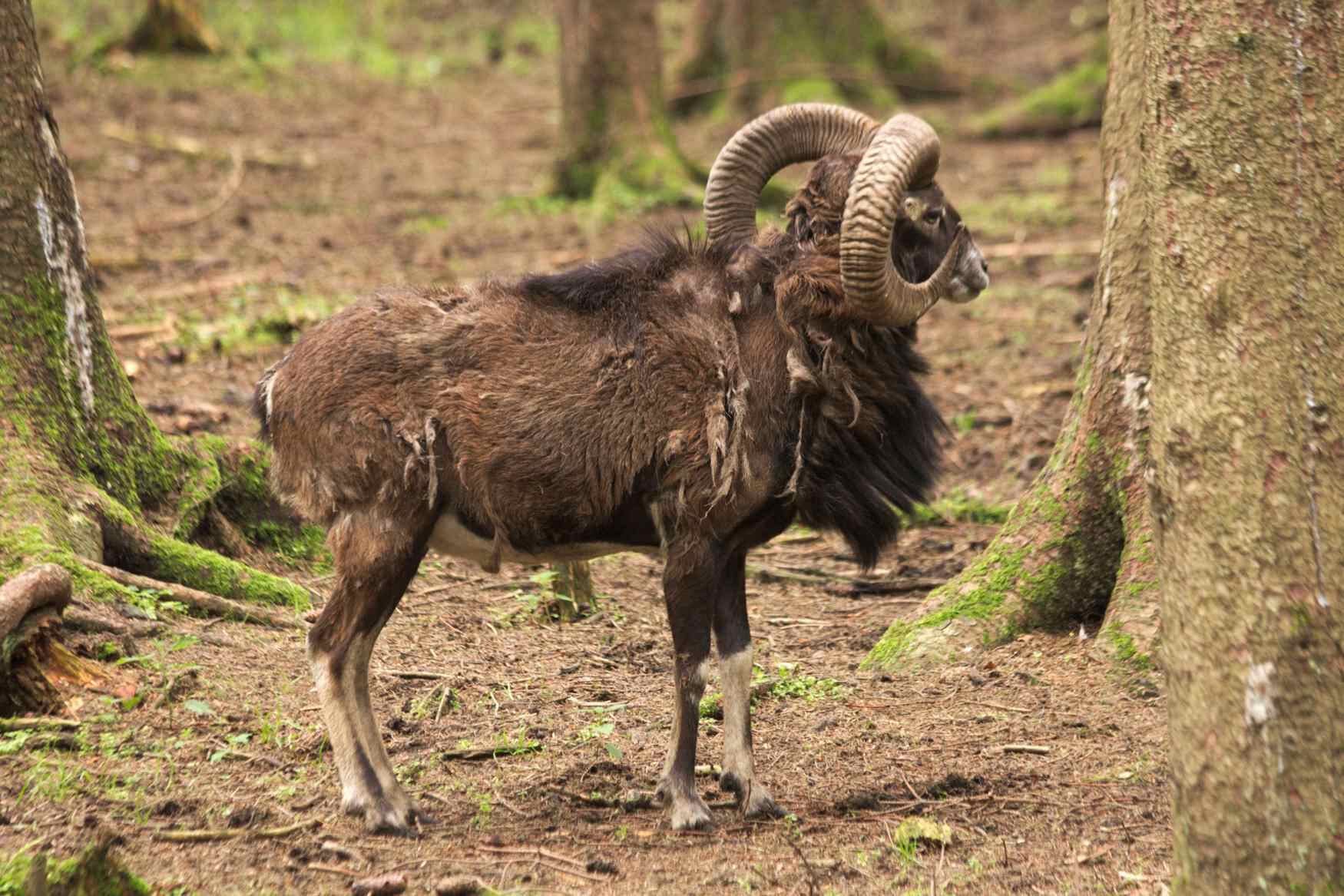 Bergtierpark Blindham photo 1