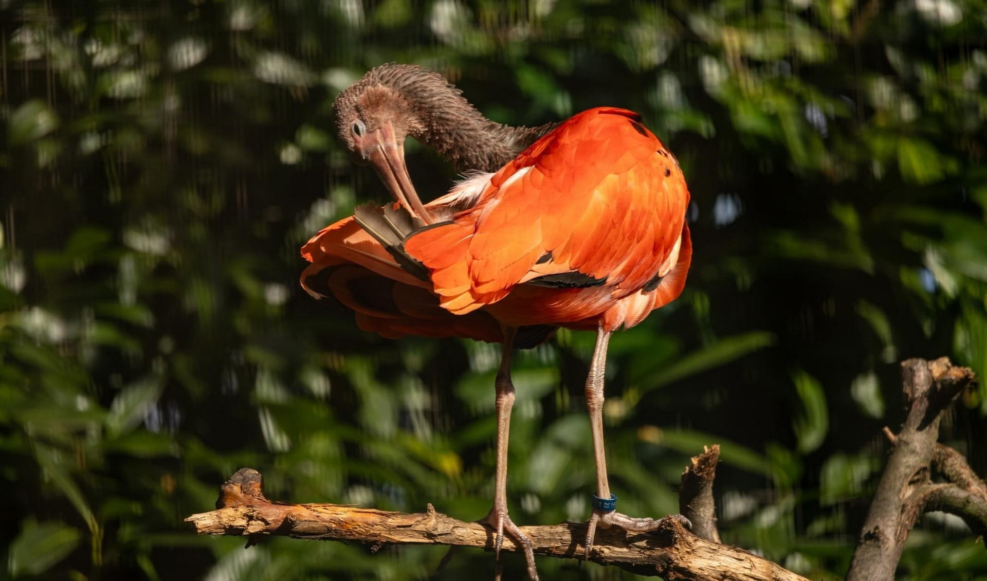 Bird Park Heiligenkirchen