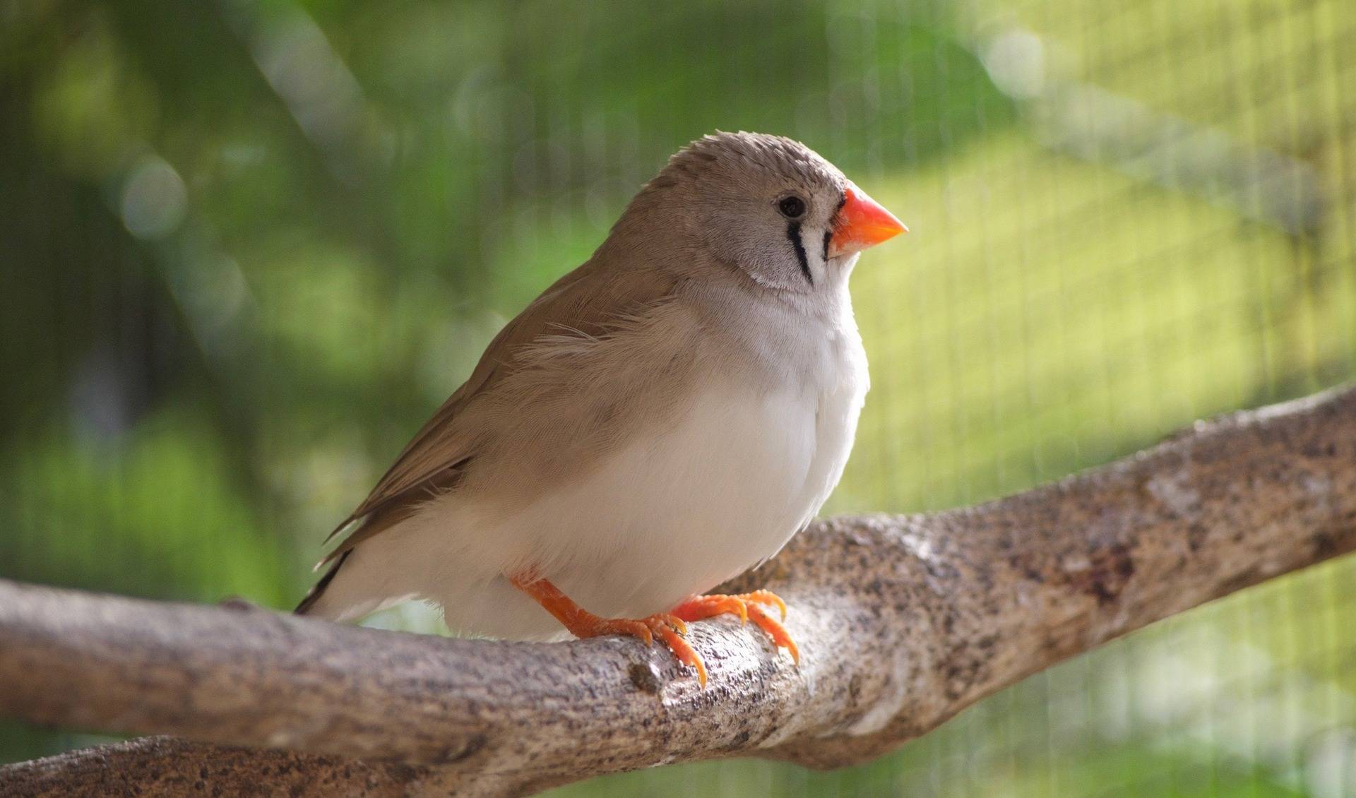 Bird Park Schifferstadt