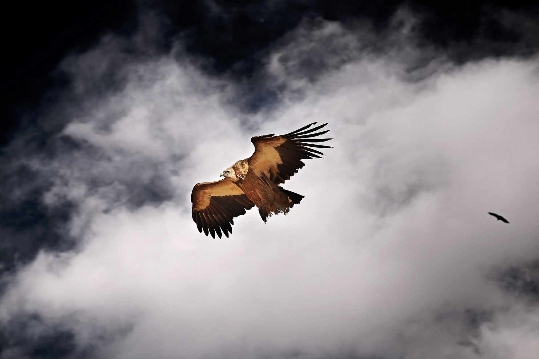 Birds of Prey Park in Telfes