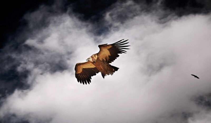 Birds of Prey Park in Telfes