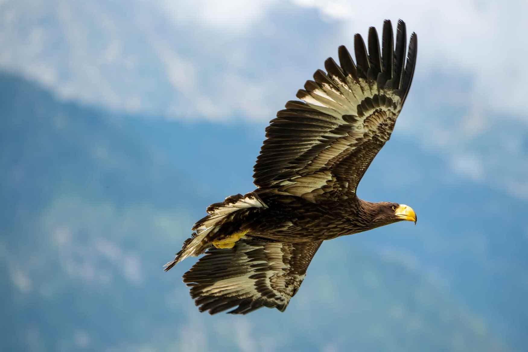 Birds of Prey Park Umhausen