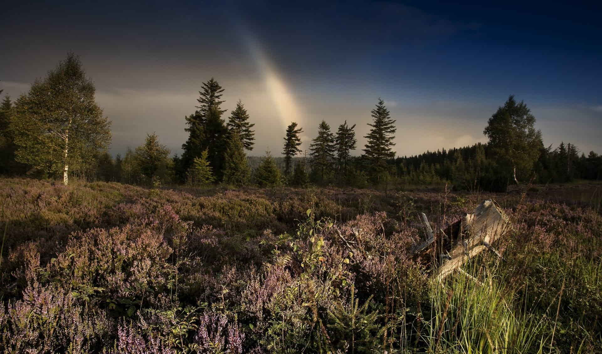 Black Forest National Park