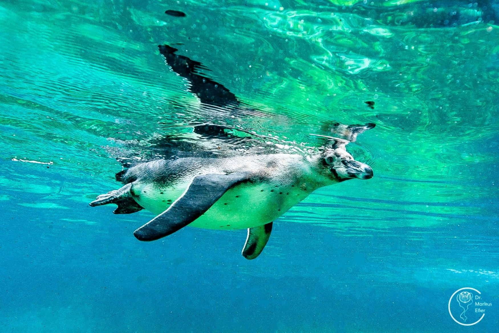 ZOOM Erlebniswelt Gelsenkirchen Zoo фото 1