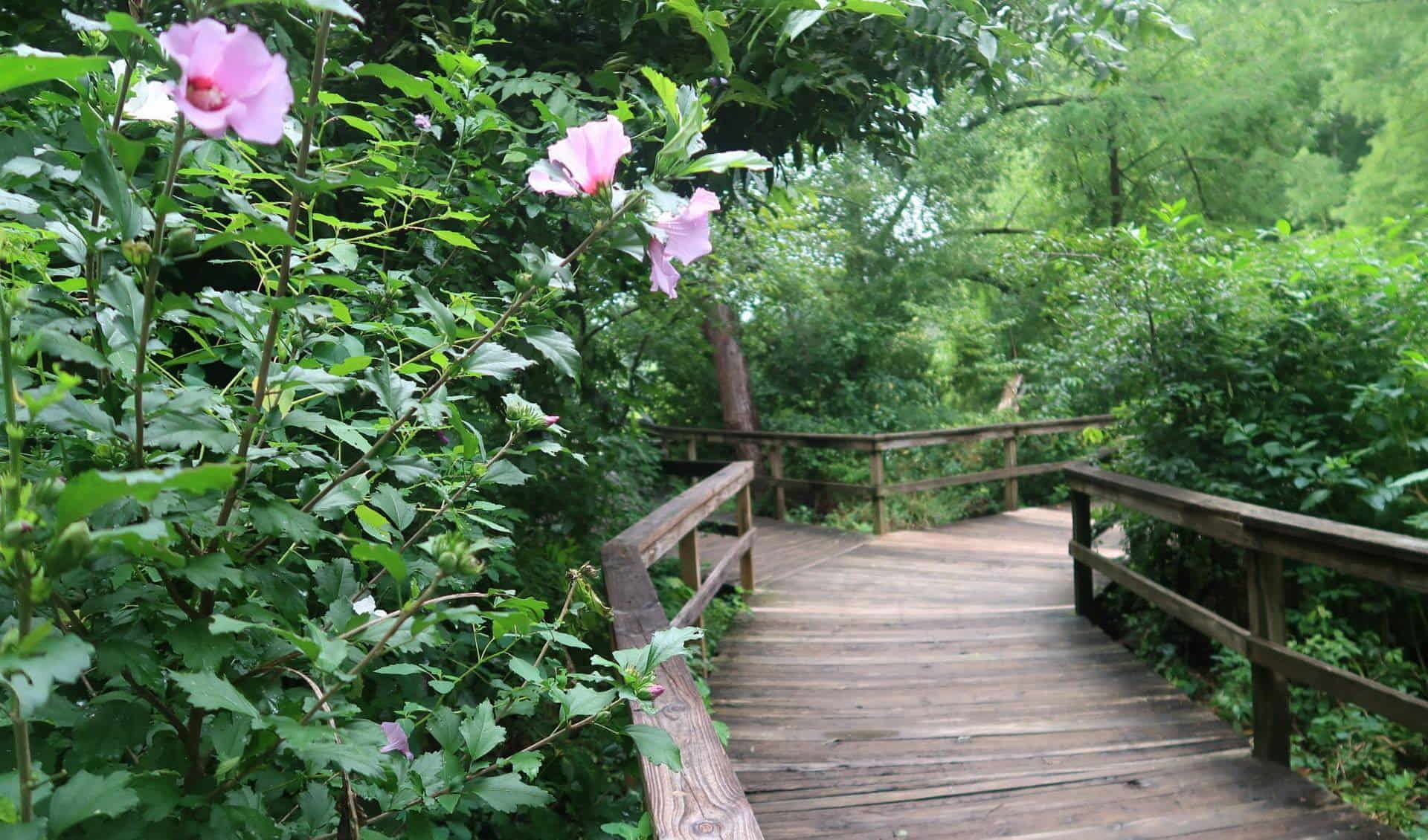 Bog Garden at Benjamin Park