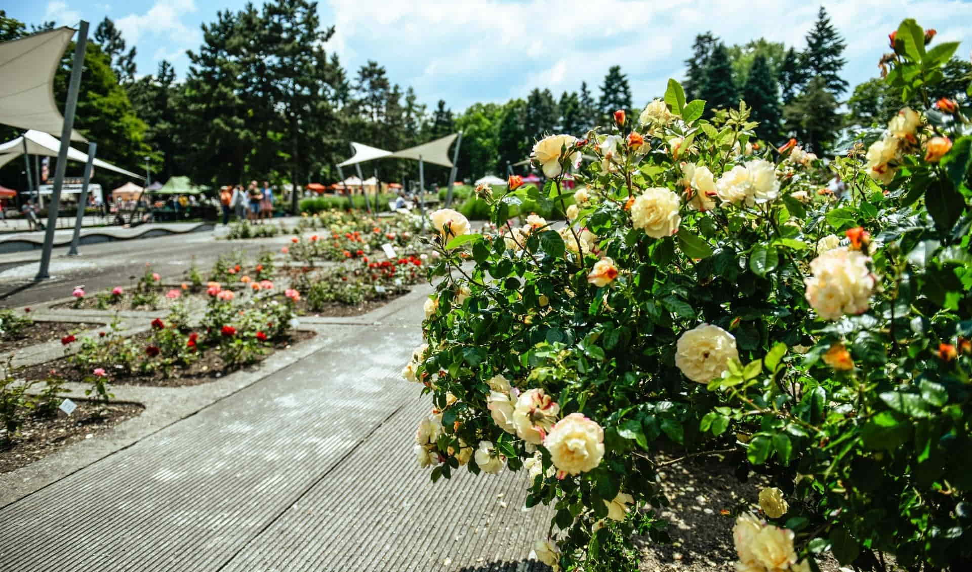 Botanical Garden - Rosarium