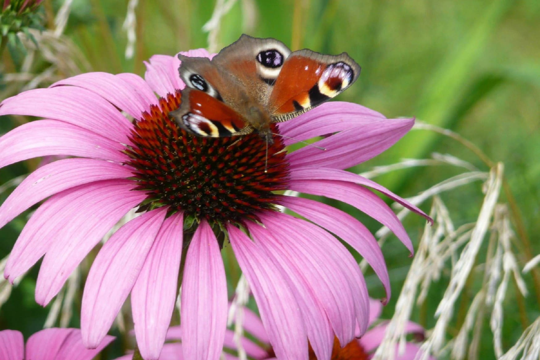 Botanical Garden of the University of Ulm photo 1