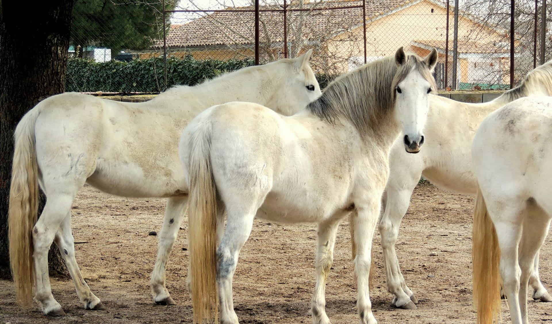 Burrolandia