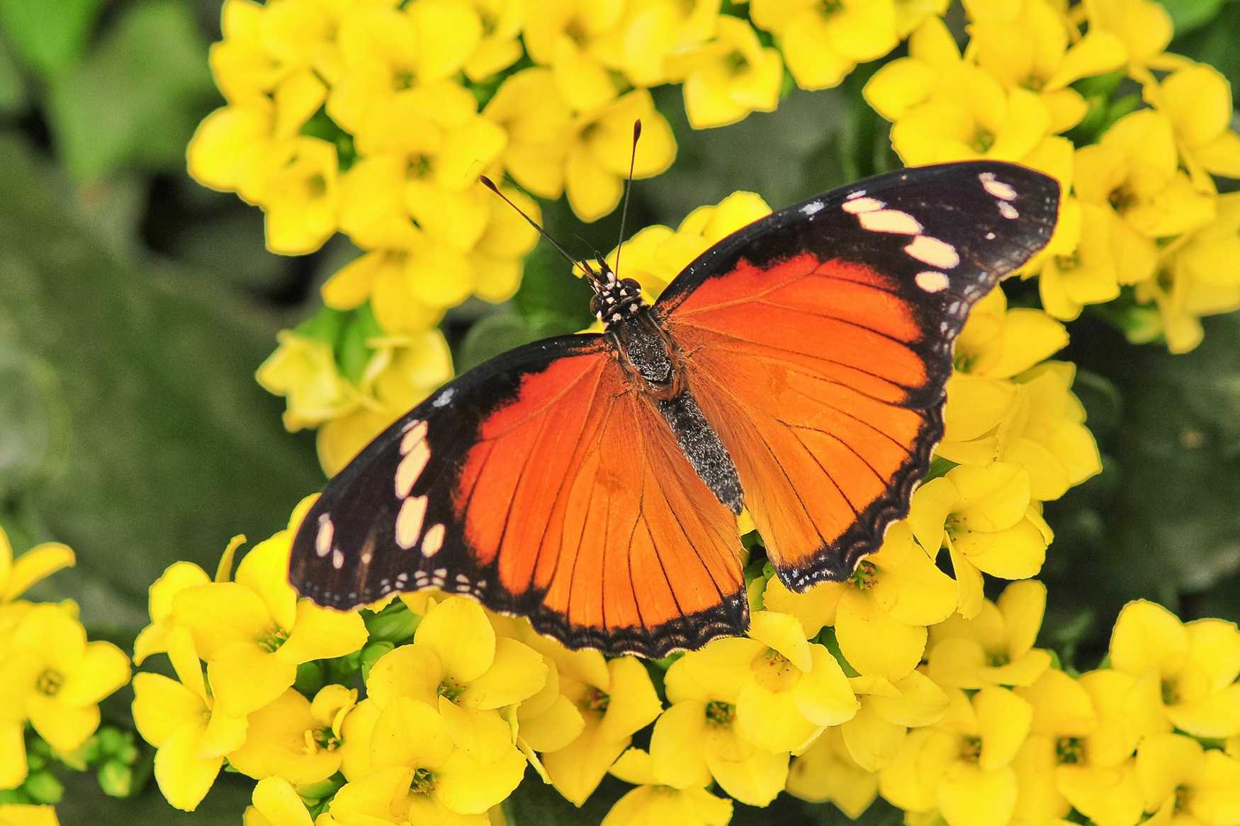 Butterfly Garden at Sayn Palace