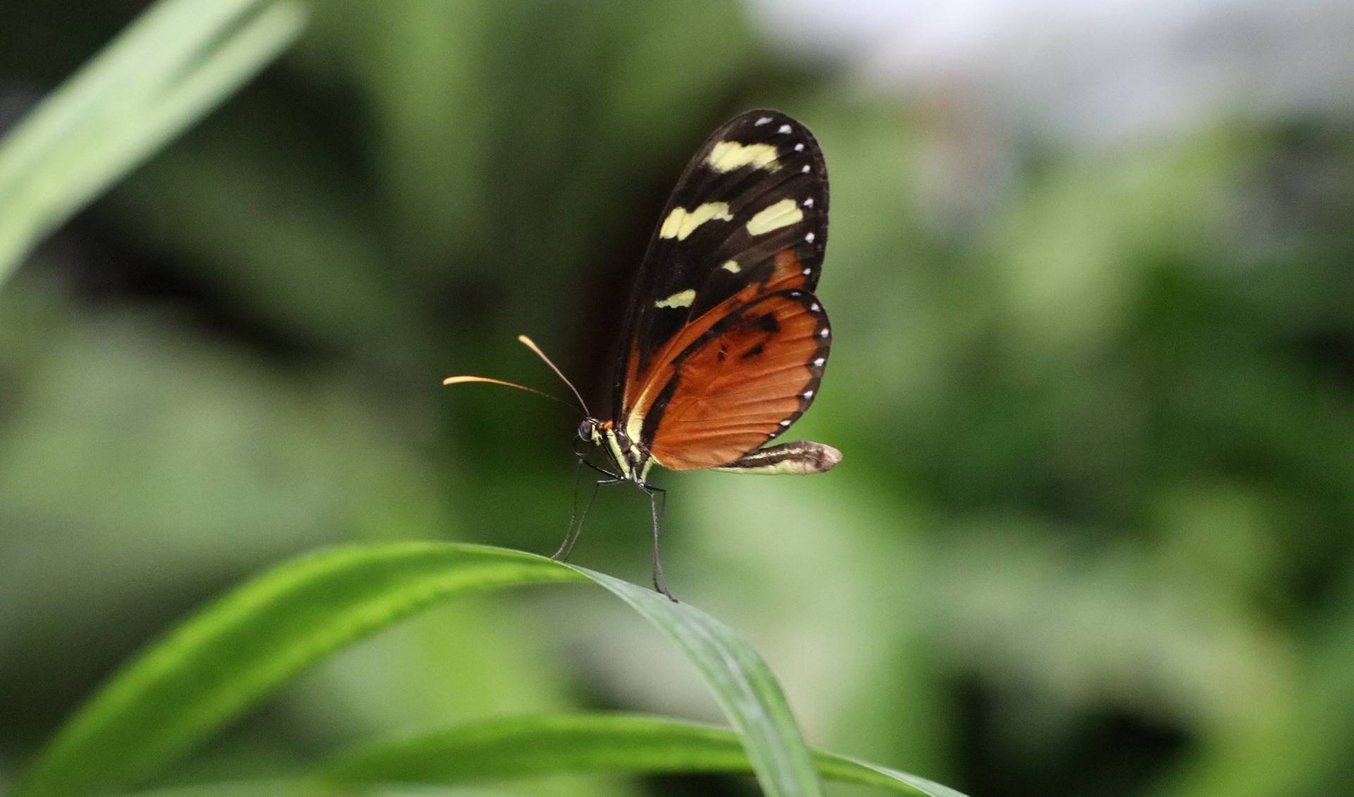 Butterfly House in Elbauenpark