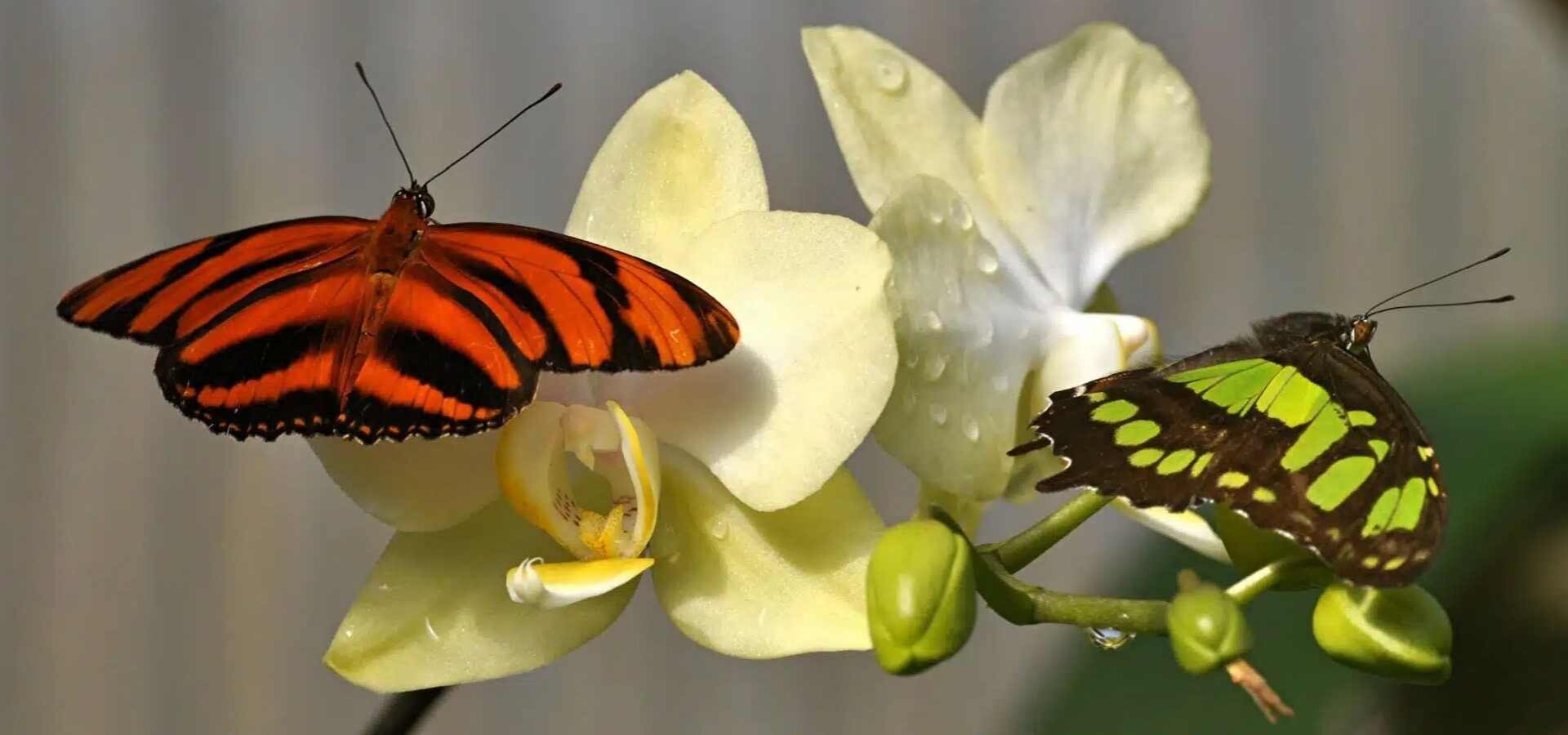 Butterfly House in Maximilianpark