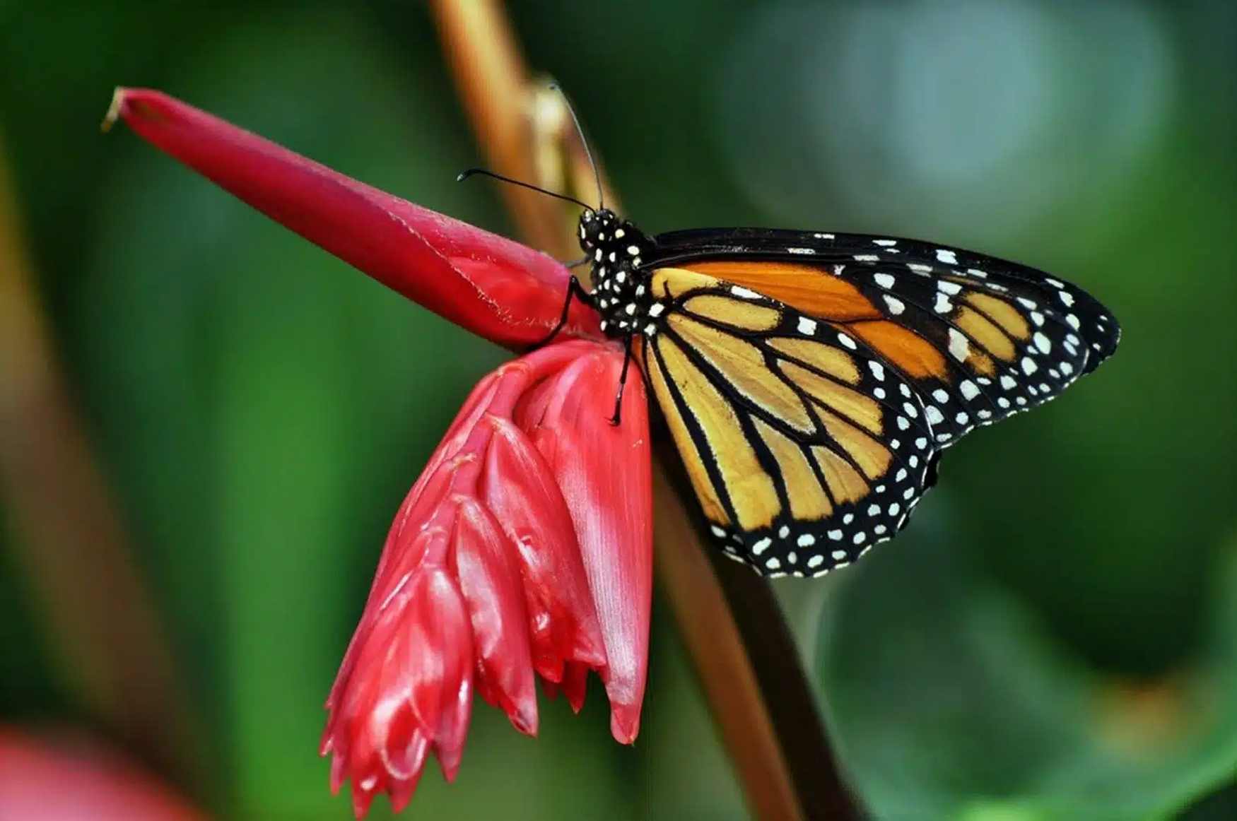 Butterfly House in Maximilianpark photo 1