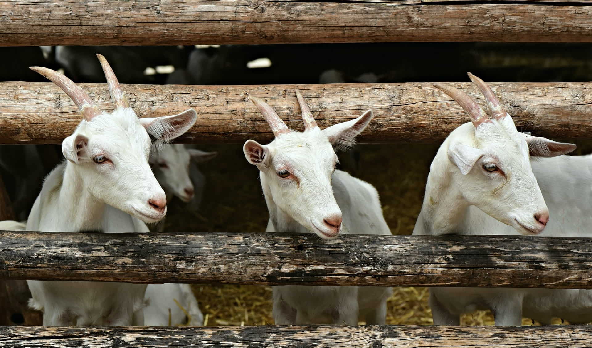 Charlottenburg goat farm