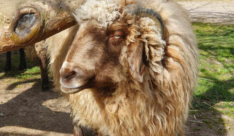 Child and Youth Farm Neuaubing