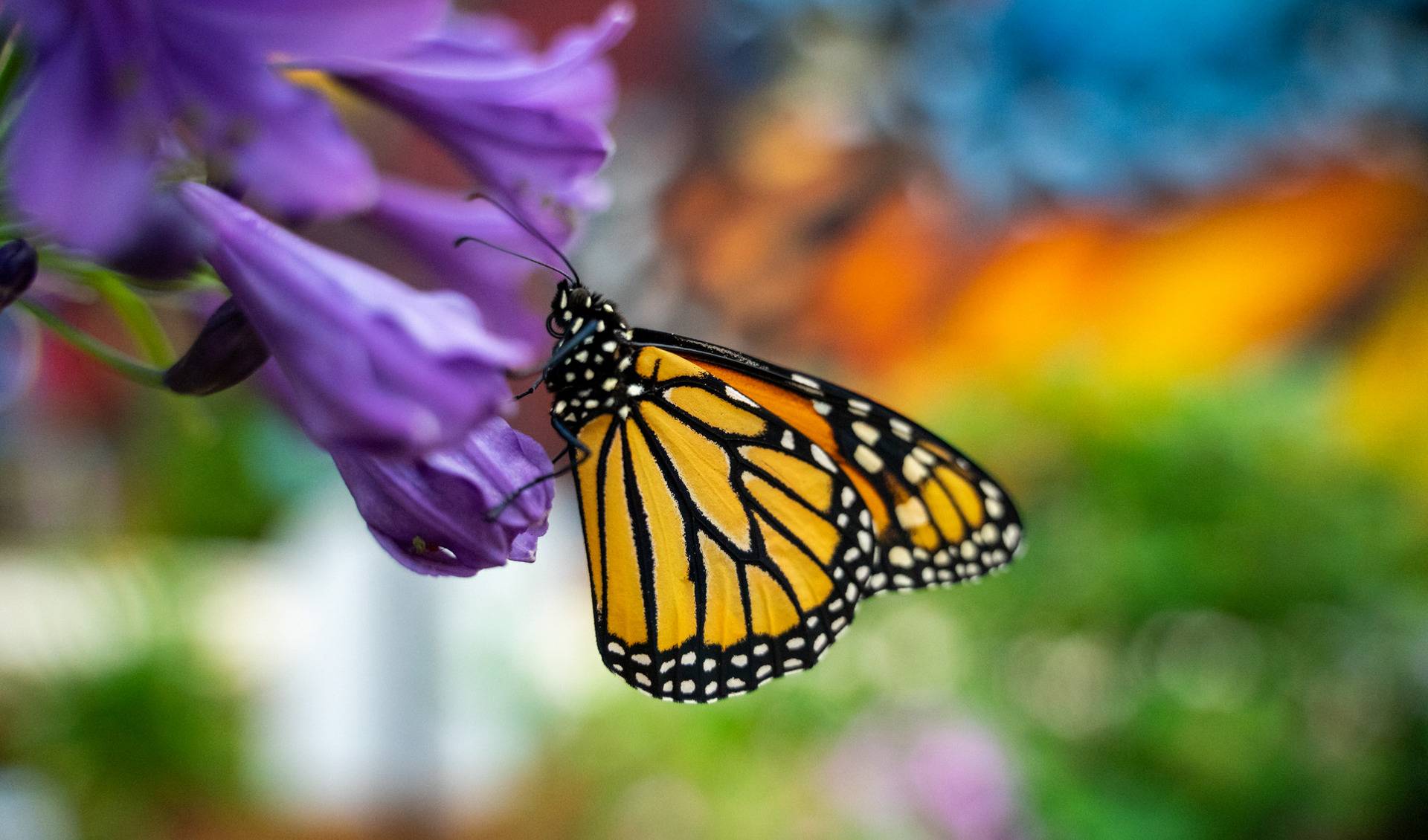 Cole Family Monarch Conservation Center & Butterfly House