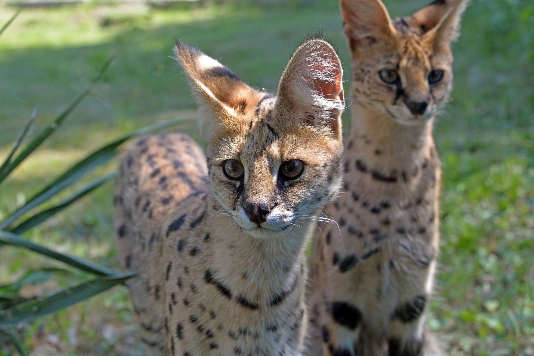 Delitzsch Zoo photo 1