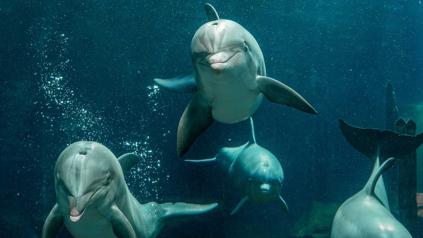 Dolphinarium in the zoo of Nuremberg