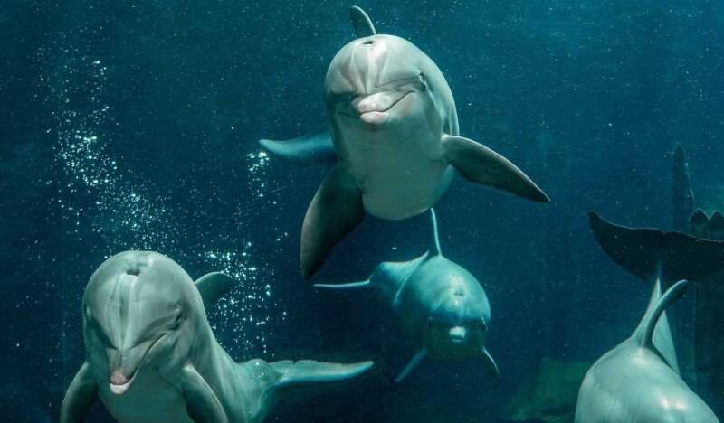 Dolphinarium in the zoo of Nuremberg