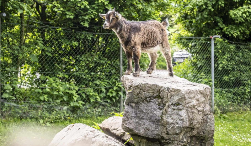 Doppelmayr Zoo