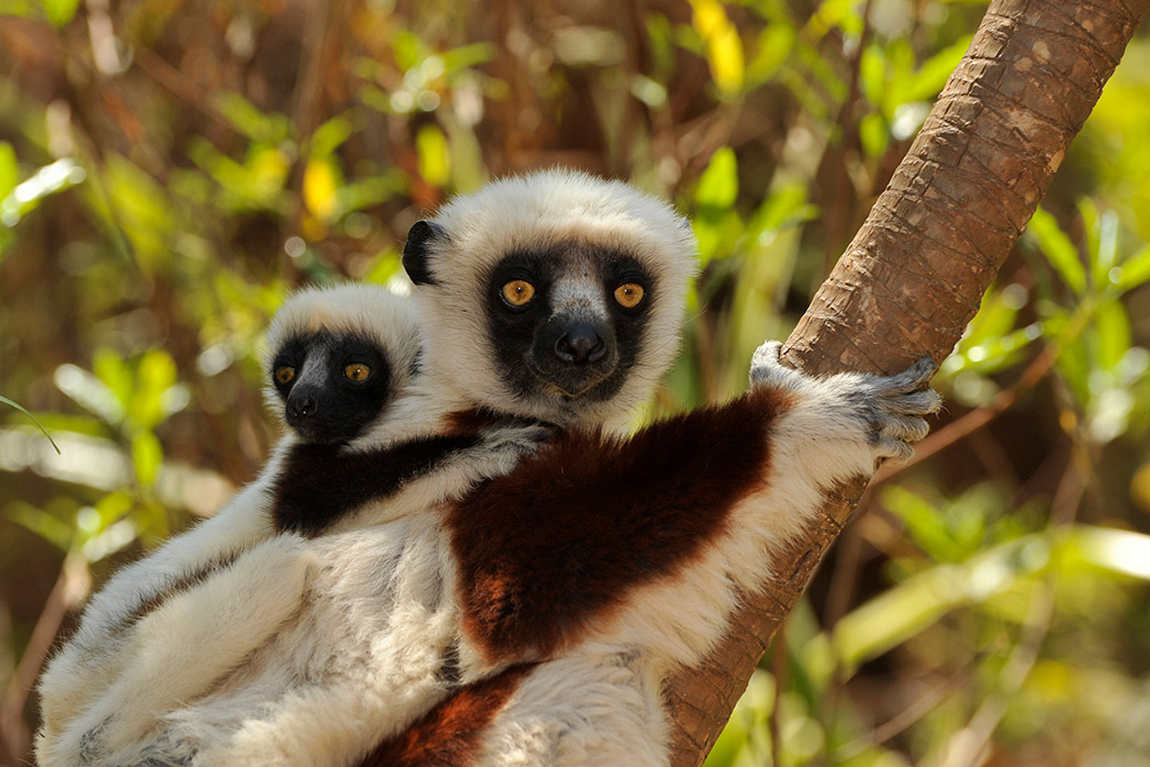 Duke Lemur Center photo 1